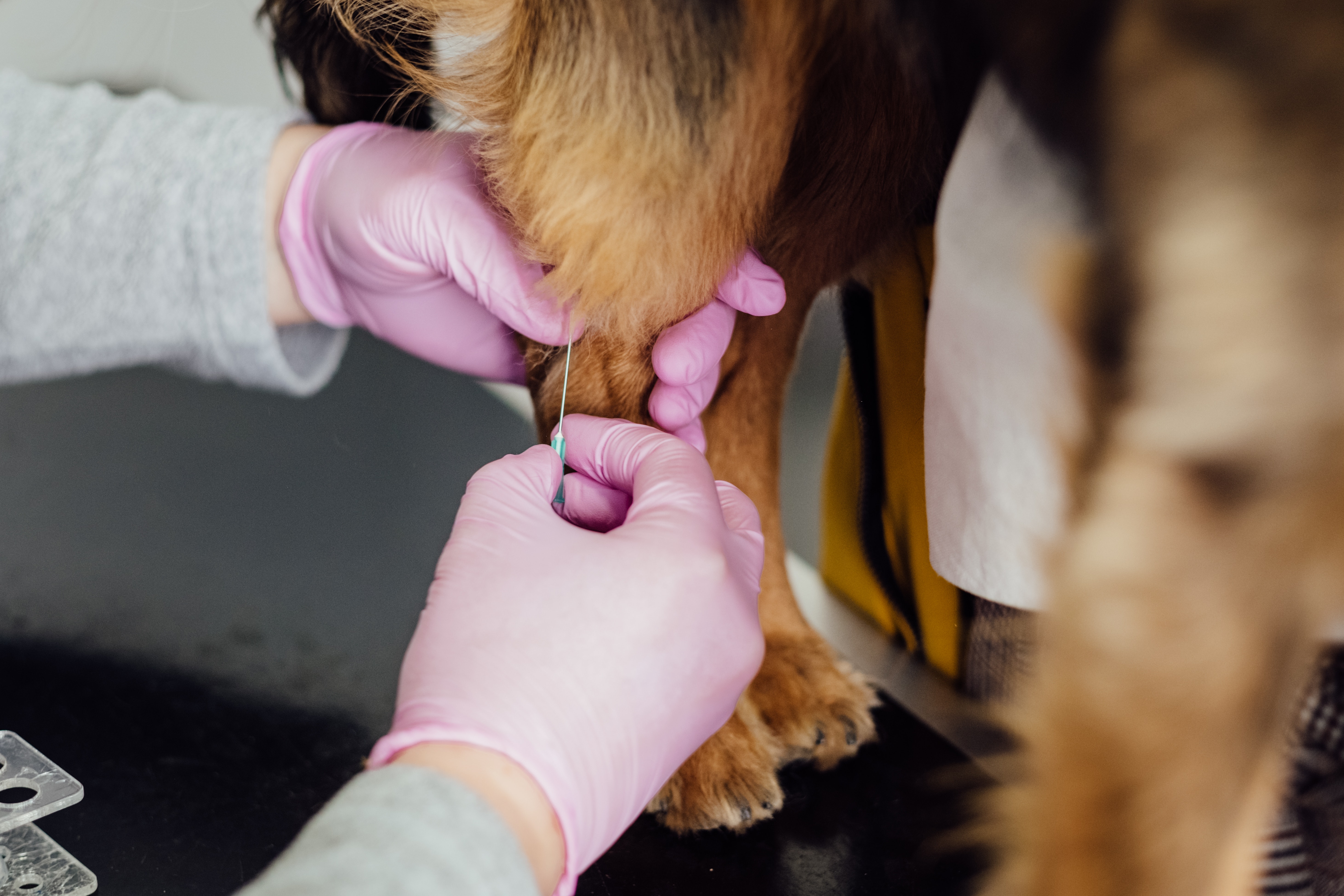 As vacinas obrigatórias para cães
